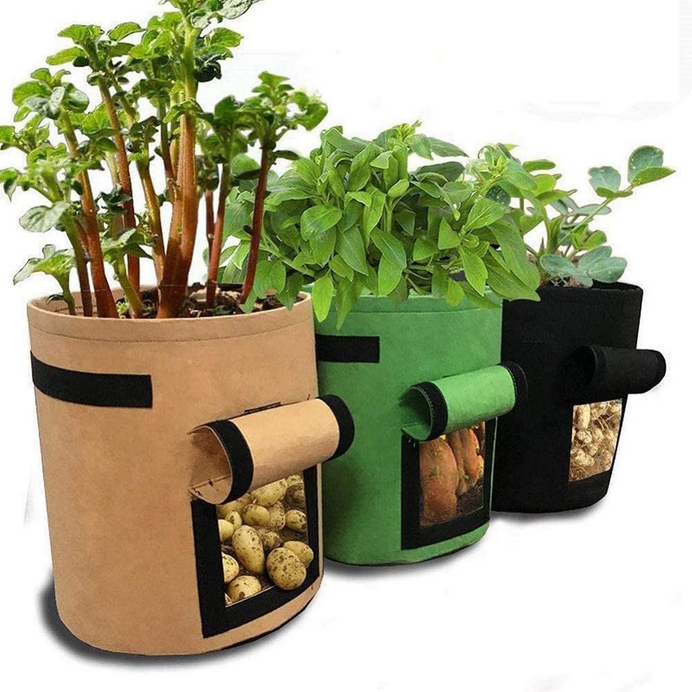 planting potatoes in grow bags