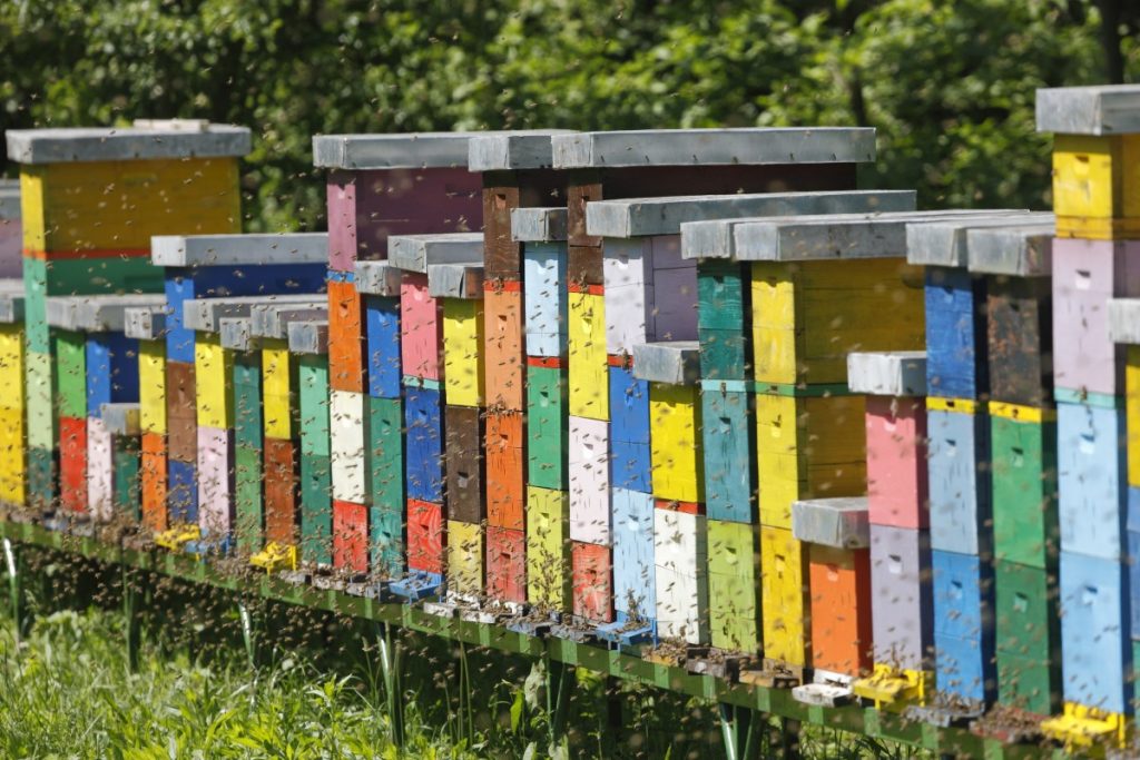 is beekeeping profitable
