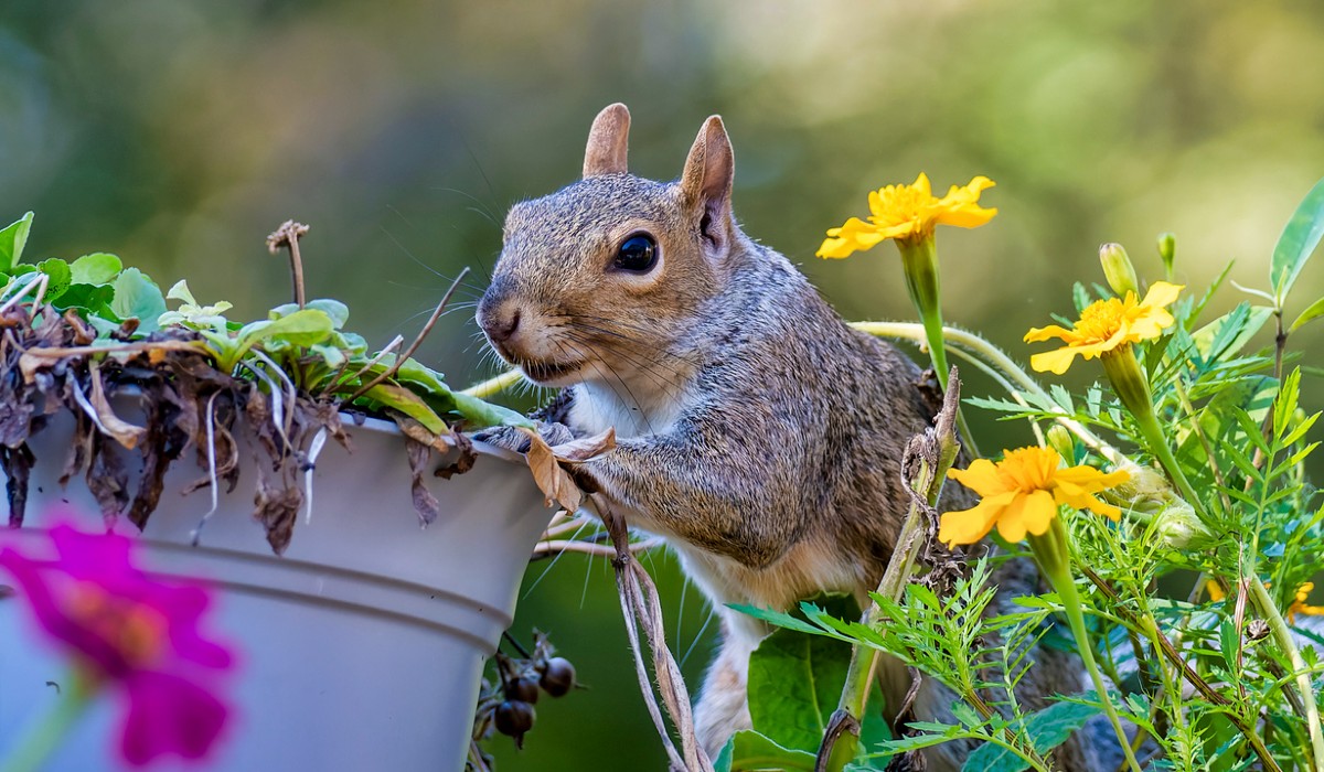 how to keep squirrels out of flower pots