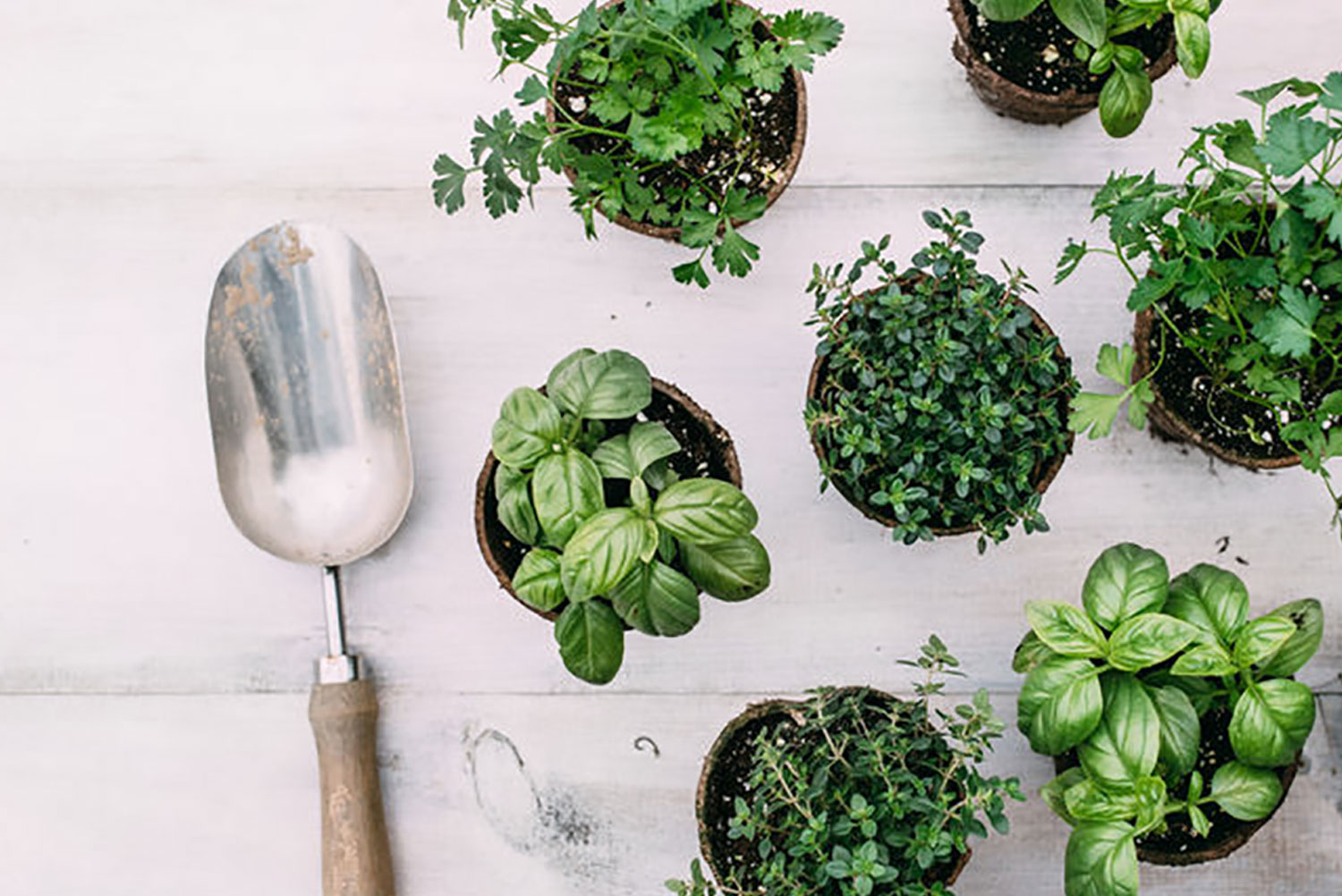 how to make plant food