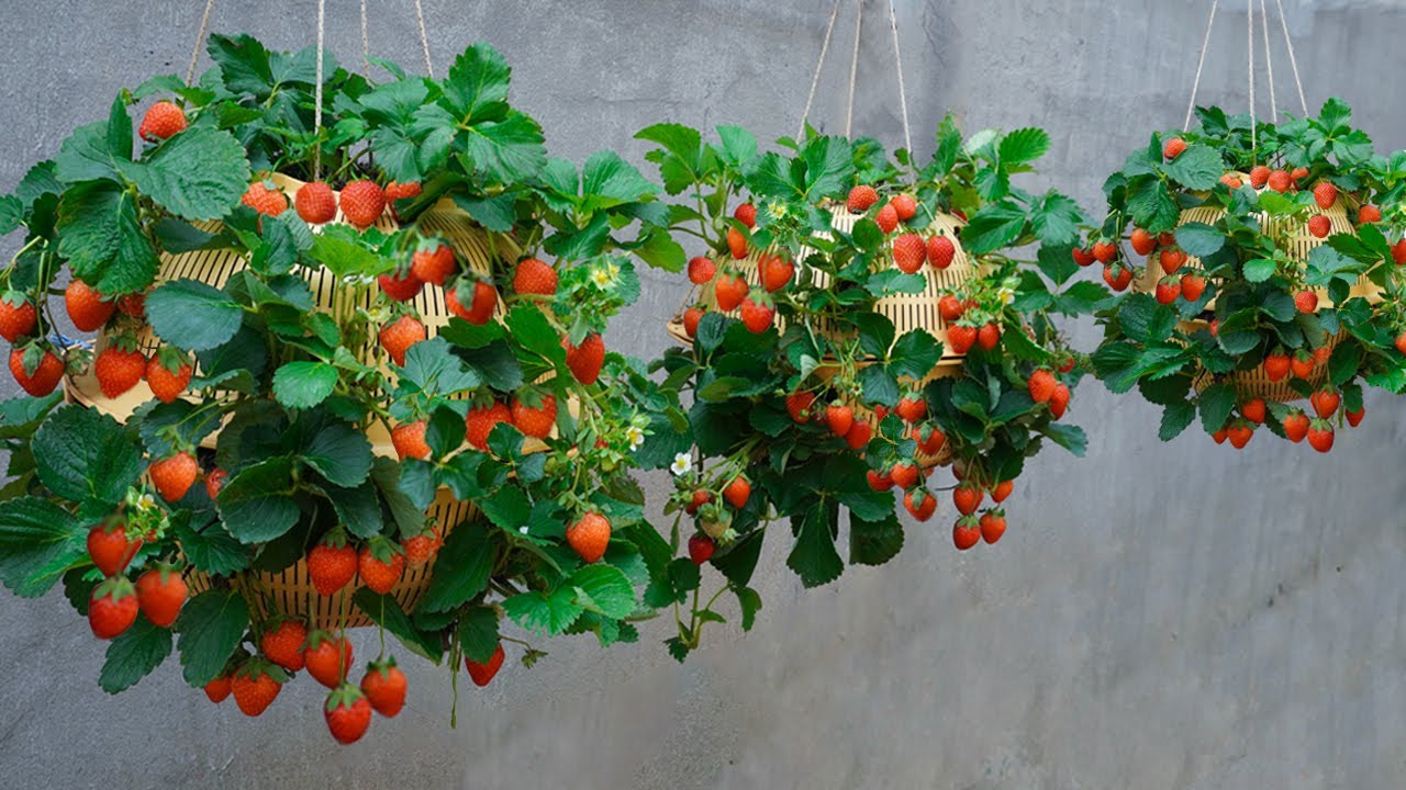 growing strawberries in hanging baskets
