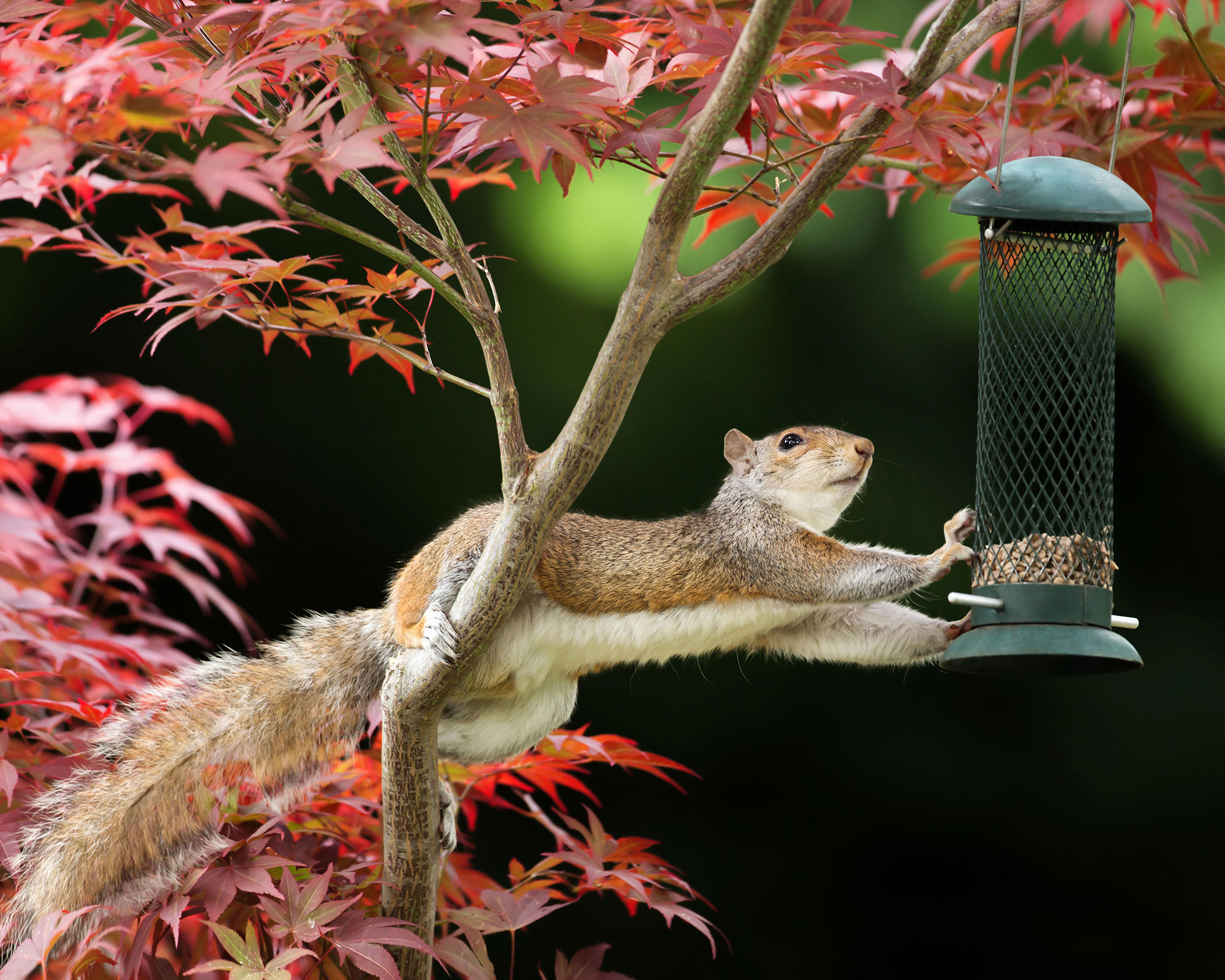 how to keep squirrels out of flower pots