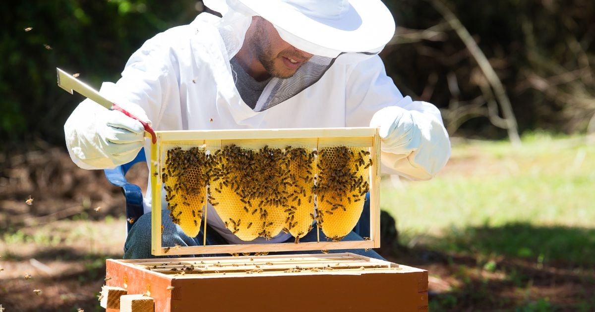 what is beekeeping age