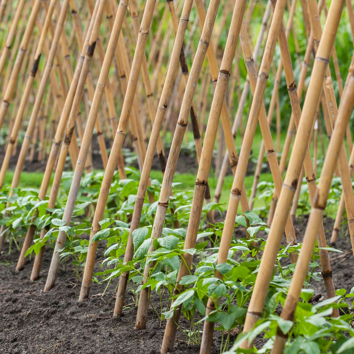 bamboo garden stakes