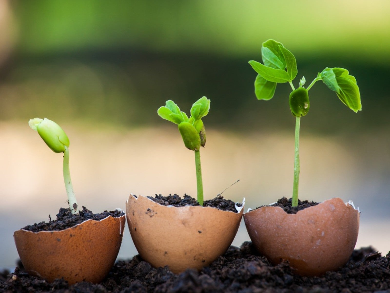 how to make plant food